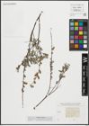 Foto von Salix repens L.